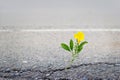 Yellow flower on crack street Royalty Free Stock Photo