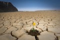 Yellow flower cracked soil