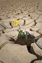 Yellow flower cracked soil irrigation Royalty Free Stock Photo