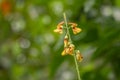 A yellow flower of Crotalaria trichotoma Bojer pops up among the grass Royalty Free Stock Photo