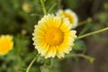 Yellow flower of crown daisy chrysanthemum Royalty Free Stock Photo