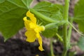 Yellow flower of cucumber