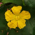 Yellow Flower of Cucumber Plant