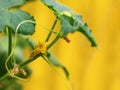 Yellow flower, cucumber plant vegetation, cucumber leaves in the garden, close up Royalty Free Stock Photo