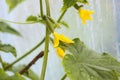 Yellow flower of a cucumber. Royalty Free Stock Photo