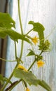 Yellow flower of a cucumber. Royalty Free Stock Photo