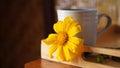 Yellow flower with cup of coffee or tea on the tray on the table. Morning coffee with fresh sunflower. Still life concept.