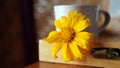 Yellow flower with cup of coffee or tea on the tray on the table. Morning coffee with fresh sunflower. Still life concept.