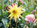 Yellow flower of Dahlia on a background of flowers and green leaves Royalty Free Stock Photo