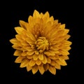 Yellow flower dahlia on the black isolated background with clipping path. Closeup. no shadows. For design. Royalty Free Stock Photo