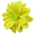 Yellow flower dahlia, white isolated background with clipping path. Closeup. no shadows. green center. side view. for design. Royalty Free Stock Photo