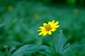 Yellow Flower Daisy Green Blurred Background Tropical Close up