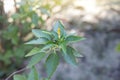 Yellow flower of Damiana or Turnera Diffusa in the garden.