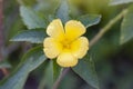 Yellow flower of Damiana or Turnera Diffusa in the garden.