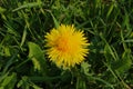 Yellow flower of a dandelion close up Royalty Free Stock Photo