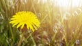 Yellow flower, dandelion, and dreen grass in sunlight. Soap bubbles floating in the air. Blurred natural abstract background Royalty Free Stock Photo