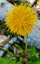 yellow flower dandelion in the forest in spring Royalty Free Stock Photo