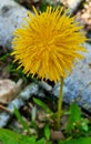 yellow flower dandelion in the forest in spring