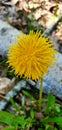 yellow flower dandelion in the forest in spring Royalty Free Stock Photo