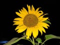 yellow flower in the dark, West Java Sumedang, 11 Oct 2020, By R.rahman Royalty Free Stock Photo