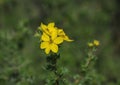 Yellow flower Dasiphora fruticosa. Potentilla fruticosa flowers Royalty Free Stock Photo