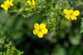 Yellow flower Dasiphora fruticosa. Potentilla fruticosa flowers Royalty Free Stock Photo