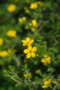 Yellow flower Dasiphora fruticosa. Potentilla fruticosa flowers Royalty Free Stock Photo