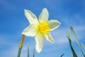 Yellow flower daylily on a background of bright blue sky.