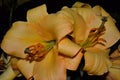 Yellow flower, A daylily is a flowering plant in the genus Hemerocallis