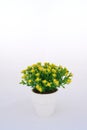 Yellow flower decoration Royalty Free Stock Photo