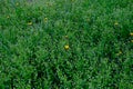 Yellow flower in dense green grass. Opened medicinal dandelion in a wet meadow. Royalty Free Stock Photo