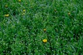 Yellow flower in dense green grass. Opened medicinal dandelion in a wet meadow. Royalty Free Stock Photo