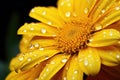 Yellow flower with dew drops Royalty Free Stock Photo