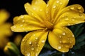 Yellow flower with dew drops Royalty Free Stock Photo