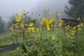 Yellow flower in morning fog