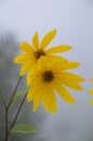 Yellow flower in morning fog