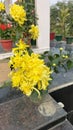 Yellow flower in different colours in rajnagar madhubani bihar india