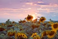 Yellow flower discs in sunflower field against cloudy sunset sky, summer late evening sun after thunderstorm Royalty Free Stock Photo