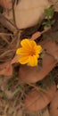 Yellow flower on dried leaves in dried season