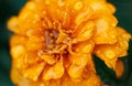 The yellow flower is covered with drops of morning dew Royalty Free Stock Photo