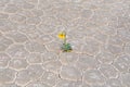 Yellow flower on dry cracked land. Royalty Free Stock Photo