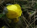 Yellow flower in dry grass