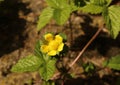 Yellow flower duchesnea indica , sometimes called Roseberry, Indian strawberry, or Fake Roseberry.Looks like a strawberry, but it