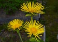 Yellow flower of elecampane  a on a dark background Royalty Free Stock Photo