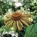 Yellow flower Elecampane in detail. Royalty Free Stock Photo