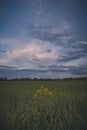 Yellow Flower in Endless Green Field on a Background Sunset Royalty Free Stock Photo