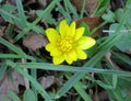 Yellow flower Eranthis erantis spring flower