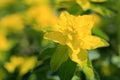Yellow Flower of Euphorbia Polychroma at Spring