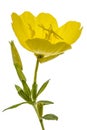 Yellow flower of Evening Primrose, lat. Oenothera, isolated on w