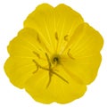 Yellow flower of Evening Primrose, lat. Oenothera, isolated on w Royalty Free Stock Photo